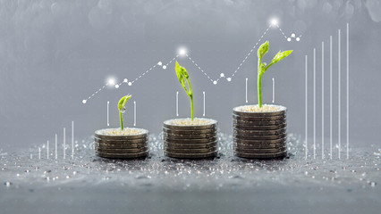 trees growing on coins, business with csr practice, Save and growing finance - obrazy, fototapety, plakaty