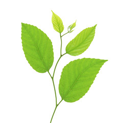 Fototapeta premium green birch leaves isolated on white