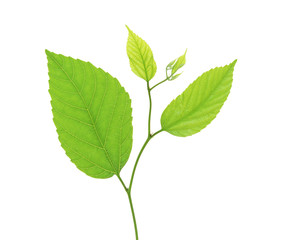 green birch leaves isolated on white