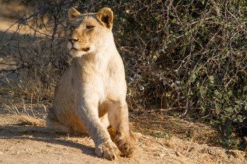 Lion, Madikwe Game Reserve