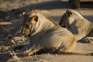 Lion, Madikwe Game Reserve