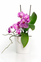 Naklejka na ściany i meble Orchidee.
