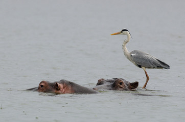 Héron cendré, Ardea cinerea,  Grey Heron, Hippopotame, Hippopotamusa amphibius, Parc national...