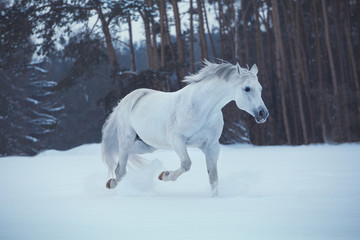 Obraz na płótnie Canvas White horse runs on snow on dark forest background