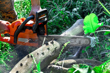 Chainsaw cut wooden logs