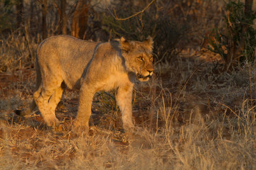 Fototapeta na wymiar Lion, Madikwe Game Reserve