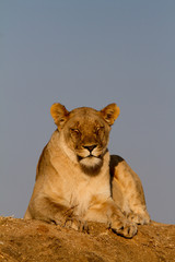 Lion, Madikwe Game Reserve