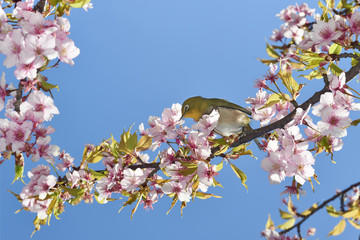Cherry blossoms and white-eye Spring in Japan