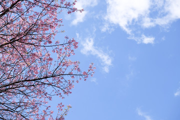 Sakura or Wild Himalayan Cherry and sky background.