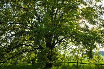 Obraz premium The old oak tree in bright summer day