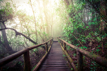 Wooden walkway in the jungle.
