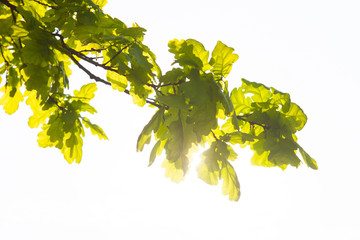 Green branch of the oak tree in the sunshine