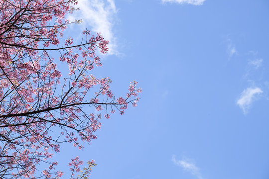 Sakura or Wild Himalayan Cherry and sky background.
