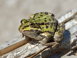Edible frog (Pelophylax kl. esculentus)