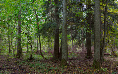 Rich deciduous stand with broken tree