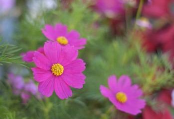 Obraz premium Flower in the garden.