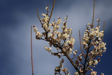 馬見丘陵公園の梅の花