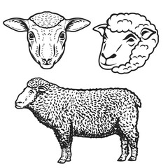 set of the sheep illustrations isolated on white background. Design elements for logo, label, emblem, sign, brand mark. Vector illustration.