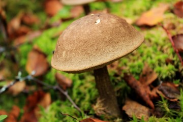 mushroom in the forest, one mushroom grows