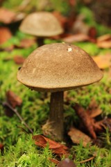 mushroom in the forest, boletus, one mushroom grows