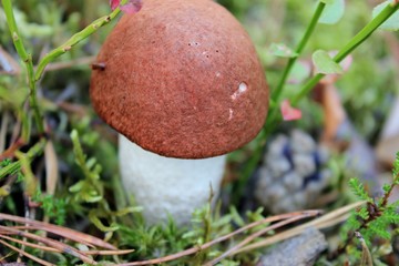 one mushroom with a red hat, mushroom in the forest, boletus