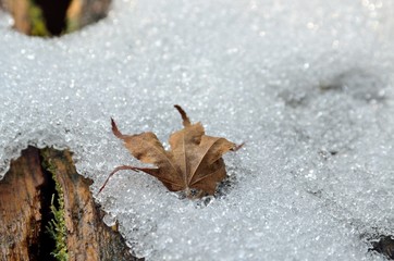 雪と枯葉