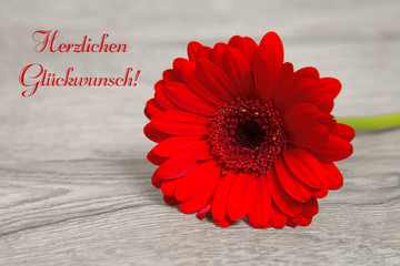 Gerbera auf Holzhintergrund: Herzlichen Glückwunsch!