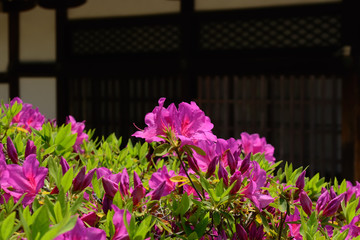 ツツジ 日本庭園　京都
Azalea flower at Japanese garden, Kyoto Japan