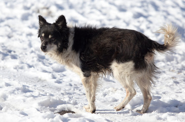 dog on nature in winter