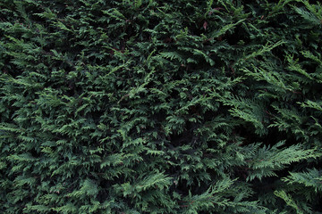 Leaf Texture in United Kingdom