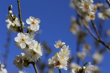 馬見丘陵公園の梅林
