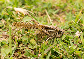 grasshopper in nature. macro