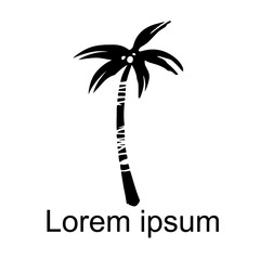 Coconut palm tree