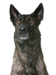 dutch shepherd in studio