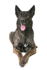 dutch shepherd in studio