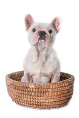 french bulldog in studio