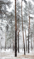 Pine forest covered with hoarfrost