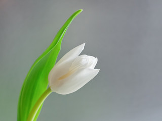 White tulip flower.