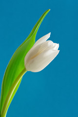 White tulip flower.