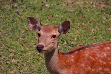 Fototapeta premium 鹿63