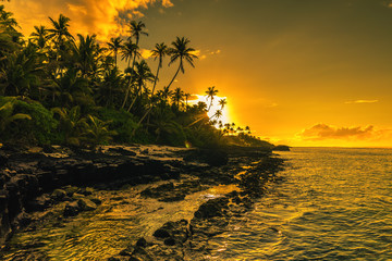Coconut palm trees on beach during the sunrise on Upolu, Samoa Islands