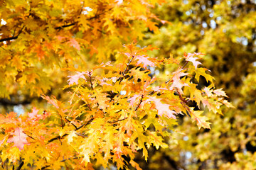 gold and yellow oak leaves in autumn
