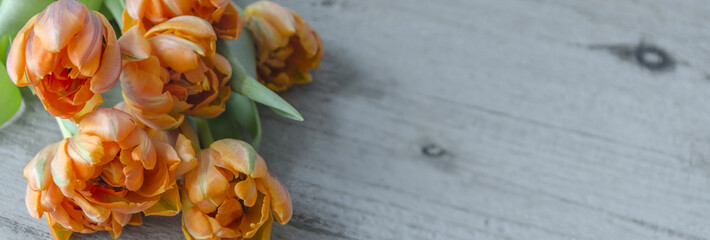 Tulpen auf Holz als Hintergrund, Panorama, beschreibbar