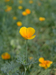 Obraz premium Orange flower.