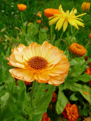 Orange flower on the flowerbed.