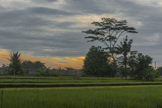 Tree and rice field on surise
