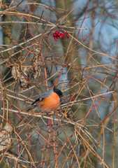 Eurasian bullfinch on branch in bush