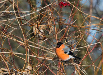 Eurasian bullfinch on branch in bush