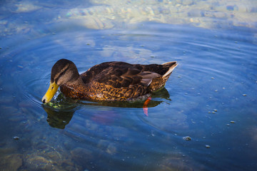 Duck on the water