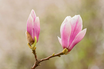 Obraz na płótnie Canvas Two magnolias